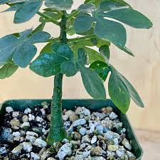 Image result for Adenia