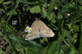 Image result for Pyrausta aerealis