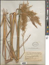 Image result for Loudetia phragmitoides