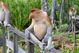 Indonesia is considered for many people one of the countries with a higher level of biological diversity on earth, and that´s mainly because its rainforest. Indonesia Rainforest Animals Orangutans In Danger Activists And Celebrities Show Their Animals Belonging To The Tropical Rainforest Biome Go In This Category Kamin Kobayashi