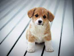 Als treuster begleiter und bester freund des menschen sind hunde besonders bei kindern heiß geliebt. Susse Hunde Google Suche Hundewelpen Hunde Welpen Hunde