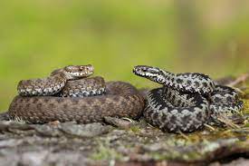The other two are buorm (natrix natrix) and plain snake (coronella austriaca). Dette Ma Du For All Del Ikke Gjore Hvis Du Moter Pa En Hoggorm Dagsavisen