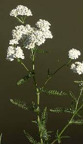 Yarrow Nose Bleed Wild Flower Finder
