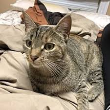 Pin By Virginia Rielli On Pets Need A Forever Home American Shorthair Pets Pet Adoption