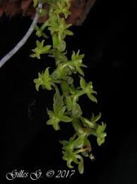 Image result for Diaphananthe fragrantissima