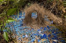 Different Birds With Their Nests These Birds Attract Mates With Beautiful Love Nests Beautiful Birds Bird Bird Nest