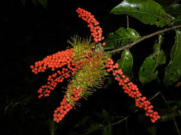 Image result for Combretum butyrosum