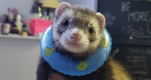 25 Cute Ferrets You Have to See (With Pictures)