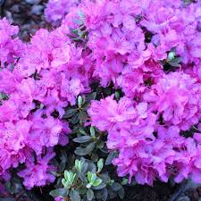 Pin On Rhododendrons