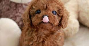 Maybe you would like to learn more about one of these? Teacup Poodle Puppies For Sale