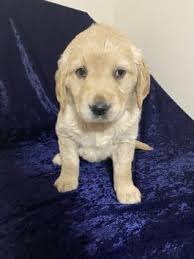 We are always updating our inventory with the best new pet products that you and your pet will love, so check back often to see what new products we are featuring on the site! Golden Retriever Puppies For Sale In Ny Lancaster Puppies