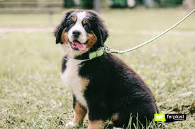 Check out these funny bernese mountain puppies in this compilation of cute bernese mountain puppy videos. Bernese Mountain Dog Characteristics And Advice
