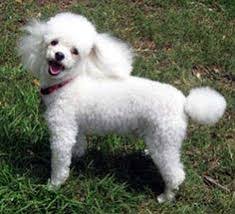 We check out the pros and cons of the cute cavalier king charles poodle mix. Best Cavapoo Rescues For Adoption 2021 Top 7 Picks We Love Doodles