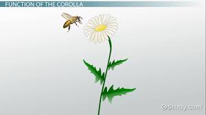 Flowers usually have both male and female parts, and tend to be brightly colored to attract insects. Corolla Of A Flower Structure Function Definition Video Lesson Transcript Study Com