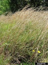 Image result for Andropogon eucomus