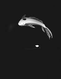1366×768, 1920×1080, 1024×768 etc.) from the list decisions within the right panel, and also the system can choose for you the foremost your. Fish Gifs 190 Animated Gif Images Download For Free
