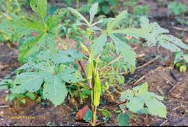 Image result for Phragmanthera eminii