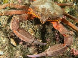 Image result for Crabbea nana