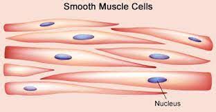 As you look at this diagram of a smooth muscle fiber, you'll notice the single nucleus in the center. Muscle Cell Diagram Labeled