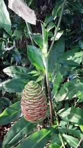 Pinecone Ginger More Than Just A Pretty Face In Your Yard Unusual Plants Fall Garden Vegetables Ginger Plant