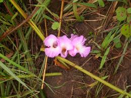 Image result for Aframomum alboviolaceum