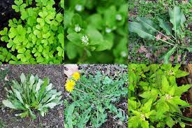 The stems branch at the top and the plant reaches a height of 18 inches. Edible Weeds In Your Yard Eating Lawn Weeds Hank Shaw