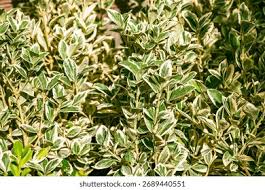 Image result for Celastraceae