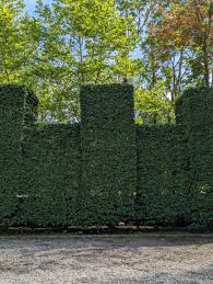 Image result for hornbeam hedge in winter