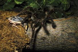 Larger spider species, namely tarantulas , mostly weigh between 30 g and 100 g, with some exceptions existing on both ends of the spectrum. 10 Biggest Spiders In The World