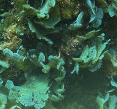 Image result for Styppeiochloa