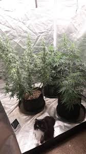 Maybe you would like to learn more about one of these? Is A 1036w Led Light Sufficient For 3x3 Grow Tent Grasscity Forums The 1 Marijuana Community Online