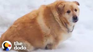 An internet language built around love for the puppers e core fat doggo | dank meme on sizzle. 173 Pound Golden Retriever Loses Over 100 Pounds The Dodo Youtube