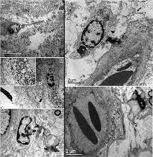 The image is circulating with false captions that claim that one who can find the camel in an image will be far away from developing alzheimer's or have best eyesight. Seasonal Adaptations Of The Hypothalamo Neurohypophyseal System Of The Dromedary Camel