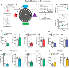 The circular mazes option in hvs image 2016 gives the researcher much more detailed and flexible analysis than was previously available. Basolateral Amygdala Inputs To The Medial Entorhinal Cortex Selectively Modulate The Consolidation Of Spatial And Contextual Learning Journal Of Neuroscience