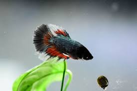 It is responsible for spreading many kinds of. Betta Fish Feeding Guide What How Often Should You Feed Your Betta It S A Fish Thing