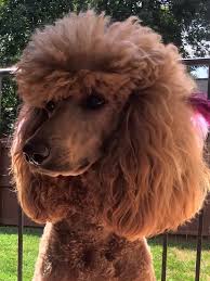 Yellow collar, nova, went home with jason rike to westerville, ohio. Red Standard Poodle Puppies Ohio Bmo Show