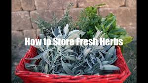 Here are some tips for picking them out of your garden: How To Store Fresh Herbs Youtube