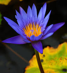 Image result for Nymphaea nouchali