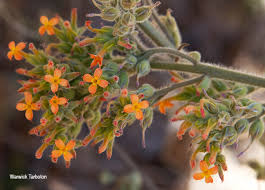 Image result for Kalanchoe brachyloba