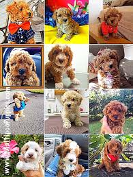 Check spelling or type a new query. Maltipoo Puppies For Sale Maltipoopuppies