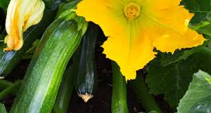 Check spelling or type a new query. Courgette Growing Guide Tui When To Plant Feeding Protecting And Harvesting