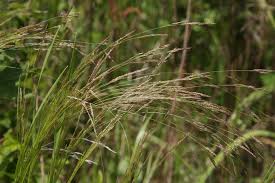 Image result for Agrostis taylorii
