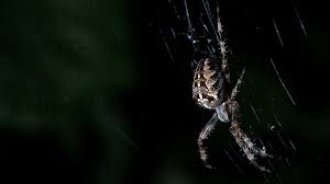 Spider man selfie ultra hd desktop. Spider Wallpapers Top Free Spider Backgrounds Wallpaperaccess