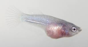 Fry Basement Bettas