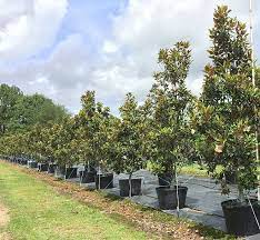 We did not find results for: Little Gem Magnolia Trees Buy Magnolia Trees Local Tree Farm