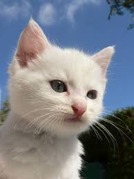 Emilie 9eme Kedi