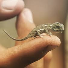 Baby Chameleon On The Tip Of A Finger Baby Chameleon Jackson Chameleon Lizard