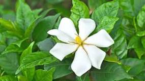 Image result for how fast do gardenias grow