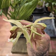 Image result for Bulbophyllum schinzianum