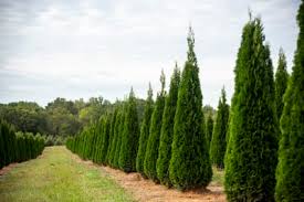 Image result for Hetaeria occidentalis